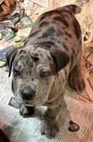 Beautiful Merle girl!, a female Cane Corso for sale in Phelan, CA – Photo 4 of 9