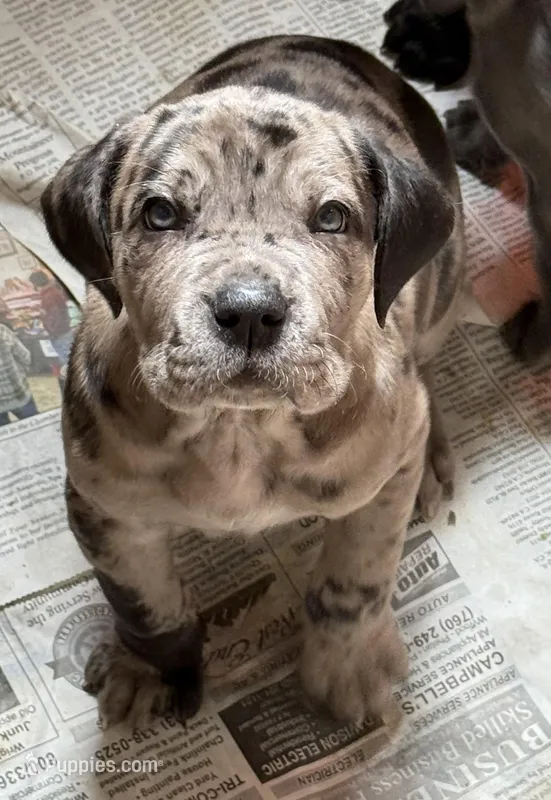 Beautiful Merle girl! – Cane Corso puppy for sale in Phelan, CA