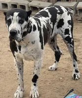 Beautiful Merle girl!, a female Cane Corso for sale in Phelan, CA – Photo 6 of 9