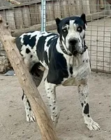 Beautiful Merle girl!, a female Cane Corso for sale in Phelan, CA – Photo 9 of 9