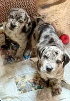 Beautiful Merle girl!, a female Cane Corso for sale in Phelan, CA – Photo 5 of 9