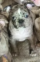Little girl 2, a female Pug and Frenchton for sale in Phelan, CA – 2 of 9