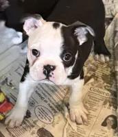 Little boy 1, a male Boston Terrier for sale in Phelan, CA – 3 of 8