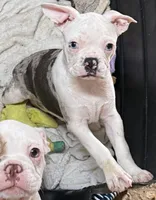 Little blue merel boy, a male Frenchton for sale in Phelan, CA – 4 of 8