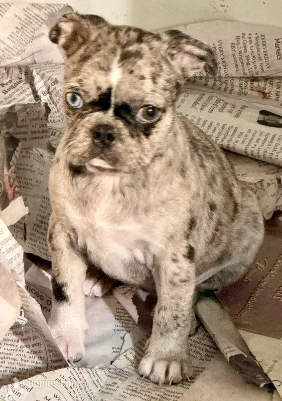 Grumpy girl (she’s really not grumpy)! – Frenchton puppy for sale in Phelan, CA