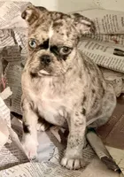 Grumpy girl (she’s really not grumpy)!, a female Pug and Frenchton for sale in Phelan, CA – 1 of 9