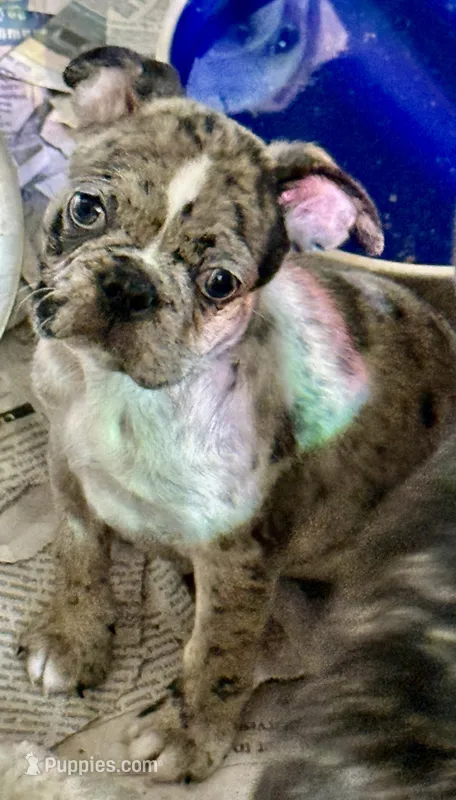 Little girl 2 – Frenchton puppy for sale in Phelan, CA