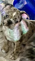 Little girl 2, a female Pug and Frenchton for sale in Phelan, CA – 1 of 9