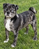 Skippy, a male Bugg for sale in Phelan, CA – 3 of 3
