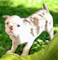 Red merle boy, a male Frenchton for sale in Phelan, CA – 2 of 10