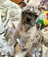 Blue Merle girl with one blue eye, a female Frenchton for sale in Phelan, CA – 2 of 8