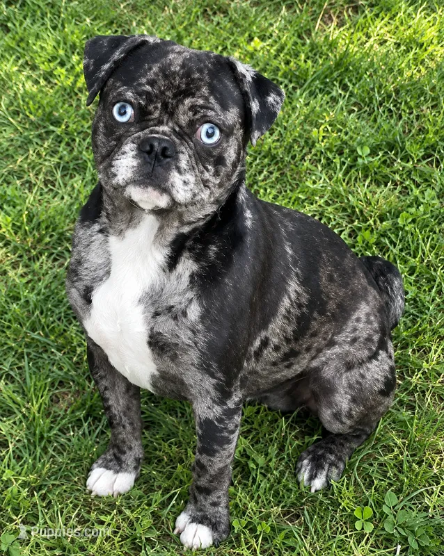 Skippy – Bugg puppy for sale in Phelan, CA