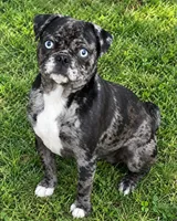 Skippy, a male Bugg for sale in Phelan, CA – 1 of 3