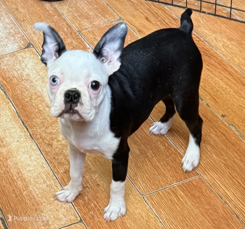Little girl – Boston Terrier puppy for sale in Phelan, CA