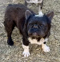 Max, a male French Bulldog for sale in Phelan, CA – 6 of 8