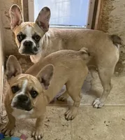 Little Fawn girl, a female Frenchton for sale in Phelan, CA – 4 of 10
