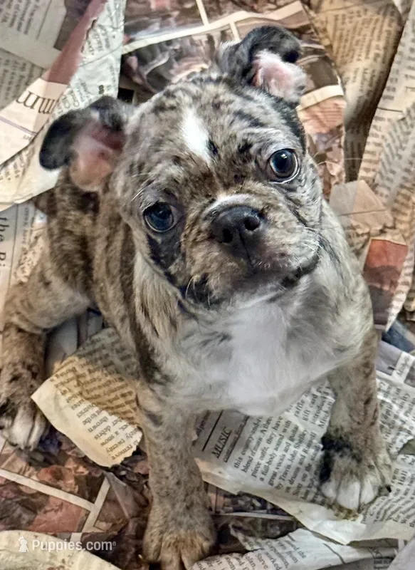 Blue merle girl – Frenchton puppy for sale in Phelan, CA