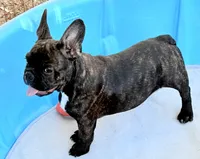 Black brindle boy, a male Frenchton for sale in Phelan, CA – 4 of 8