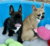 Black brindle boy, a male Frenchton for sale in Phelan, CA – 8 of 8
