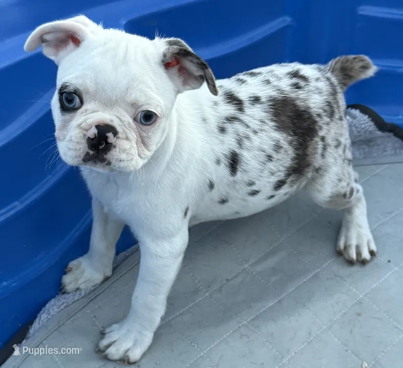 Black merle boy – Frenchton puppy for sale in Phelan, CA