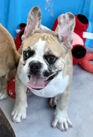 Red merle girl, a female Frenchton for sale in Phelan, CA – 3 of 10