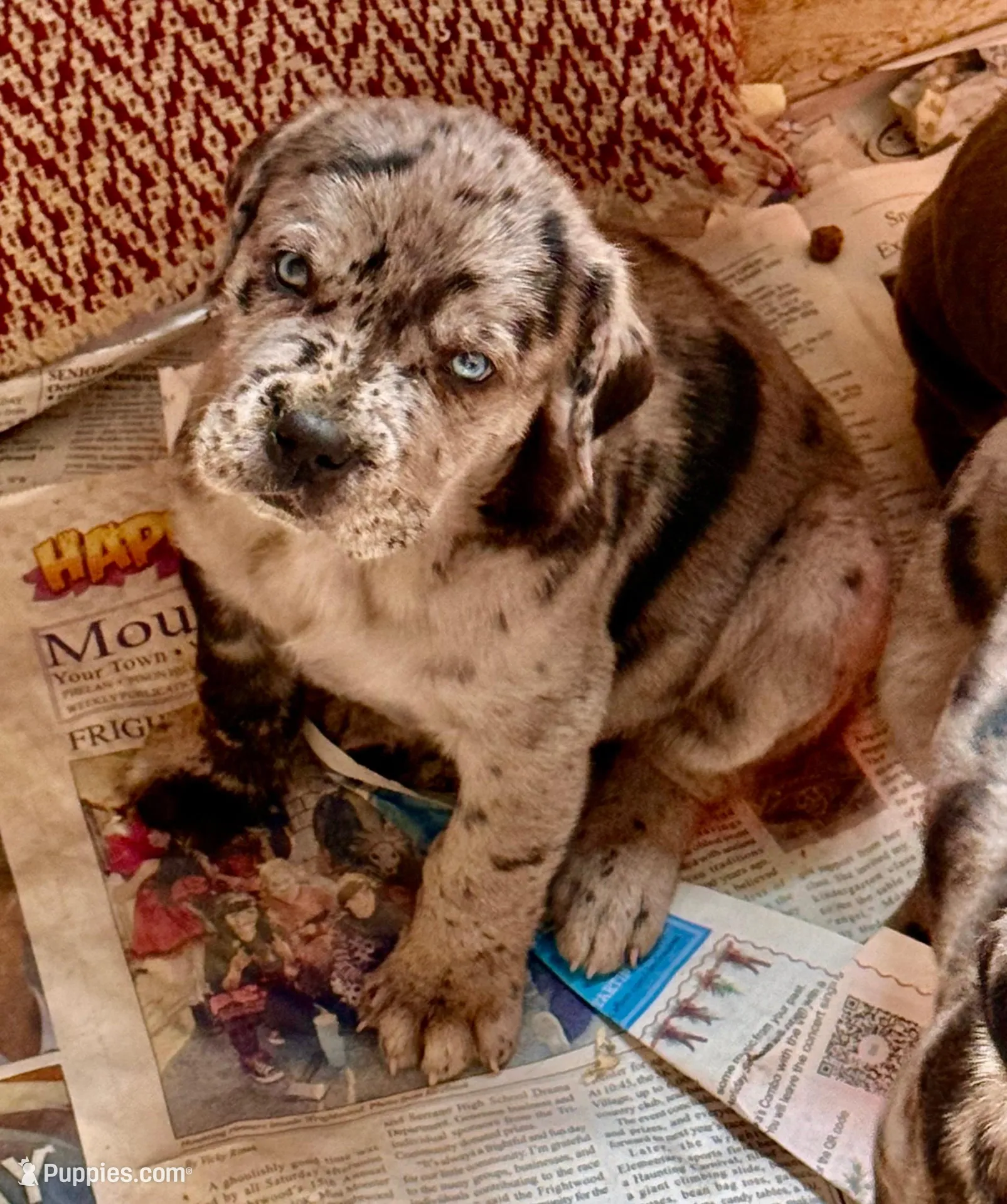 Merle boy with blue eyes!, a male Cane Corso for sale in Phelan, CA – Photo 2 of 9