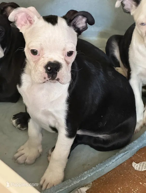 Little boy 1 – Boston Terrier puppy for sale in Phelan, CA