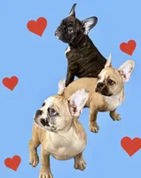 Red merle girl, a female Frenchton for sale in Phelan, CA – 5 of 8