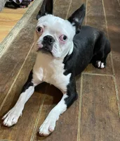 Little girl, a female Boston Terrier for sale in Phelan, CA – 8 of 8
