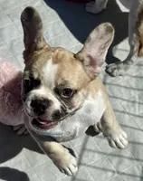 Little girl 4, a female Frenchton for sale in Phelan, CA – 2 of 10