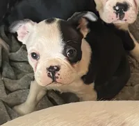 Little boy 1, a male Boston Terrier for sale in Phelan, CA – 4 of 8