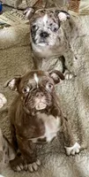 Brindle boy, a male Pug and Frenchton for sale in Phelan, CA – 4 of 9