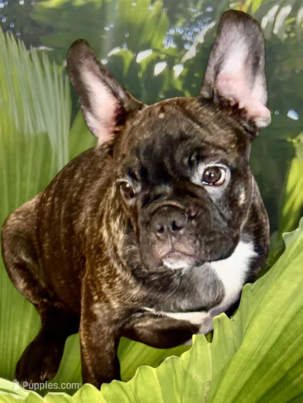 Black brindle boy – Frenchton puppy for sale in Phelan, CA