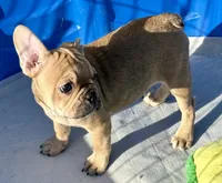 Little sable girl, a female Frenchton for sale in Phelan, CA – 6 of 8