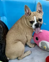 Little Fawn girl, a female Frenchton for sale in Phelan, CA – 5 of 10