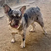 Stormy, a female French Bulldog for sale in Phelan, CA – Photo 1 of 2