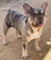 Stormy, a female French Bulldog for sale in Phelan, CA – Photo 2 of 2