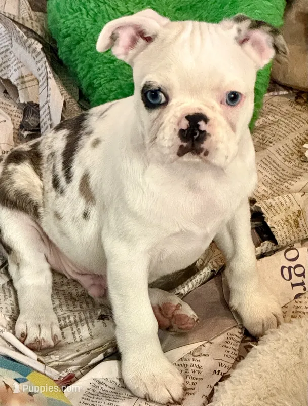 Black merle boy – Frenchton puppy for sale in Phelan, CA
