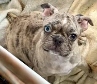Blue Merle girl with one blue eye, a female Frenchton for sale in Phelan, CA – 3 of 8