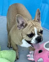 Little girl, a female Frenchton for sale in Phelan, CA – 10 of 10