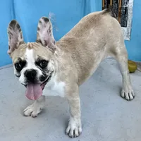 Red merle girl, a female Frenchton for sale in Phelan, CA – 5 of 10