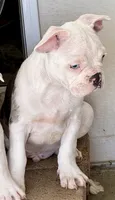 Blue merle boy, a male Frenchton for sale in Phelan, CA – 2 of 2