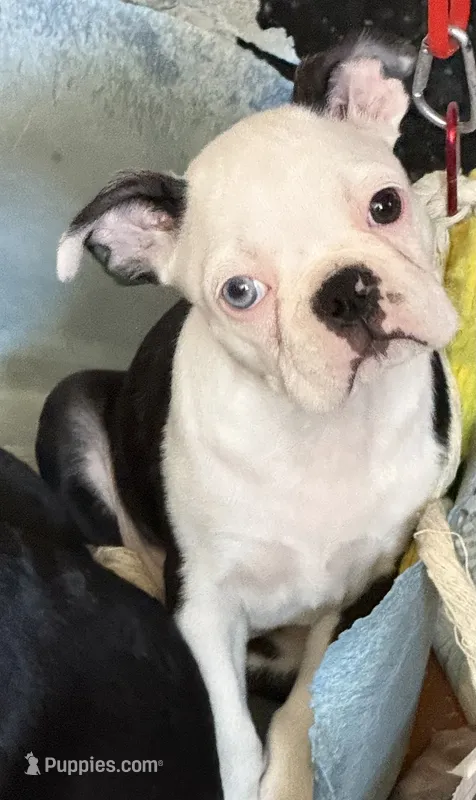 Little girl – Boston Terrier puppy for sale in Phelan, CA