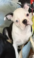 Little girl, a female Boston Terrier for sale in Phelan, CA – 1 of 1