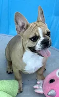 Little Fawn girl, a female Frenchton for sale in Phelan, CA – 3 of 10