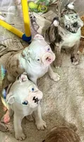 Red merle boy, a male Pug and Frenchton for sale in Phelan, CA – 6 of 10
