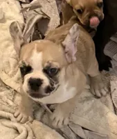 Little girl 4, a female Frenchton for sale in Phelan, CA – 6 of 10