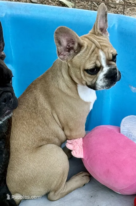 Little Fawn girl – Frenchton puppy for sale in Phelan, CA
