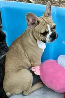 Little Fawn girl, a female Frenchton for sale in Phelan, CA – 1 of 10