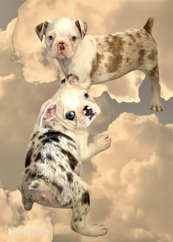 Black merle boy – Frenchton puppy for sale in Phelan, CA